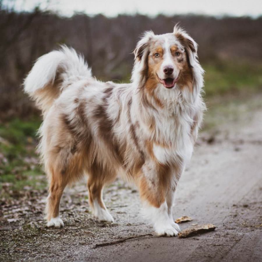 The photo uploaded of an Australian Shepherd