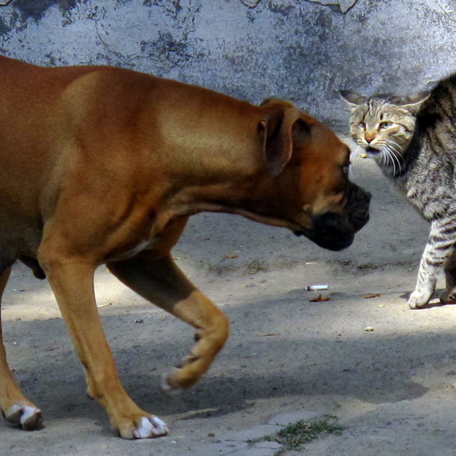 The photo uploaded of an Dog meets cat