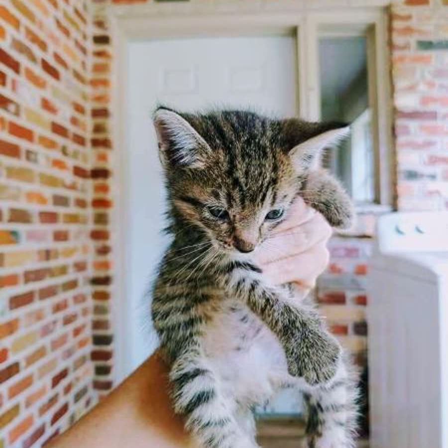 The photo uploaded of an Kitten